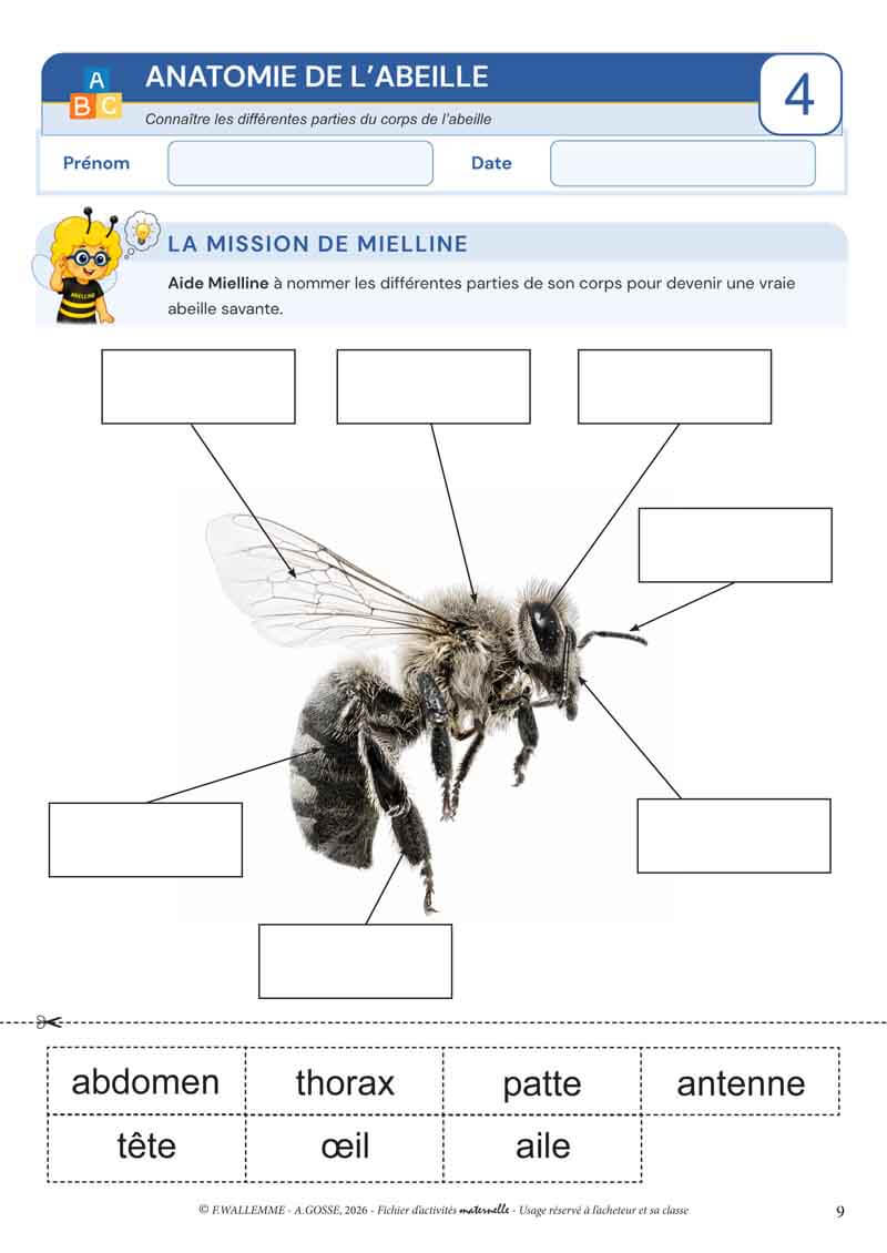 Fiche pédagogique anatomie de l’abeille