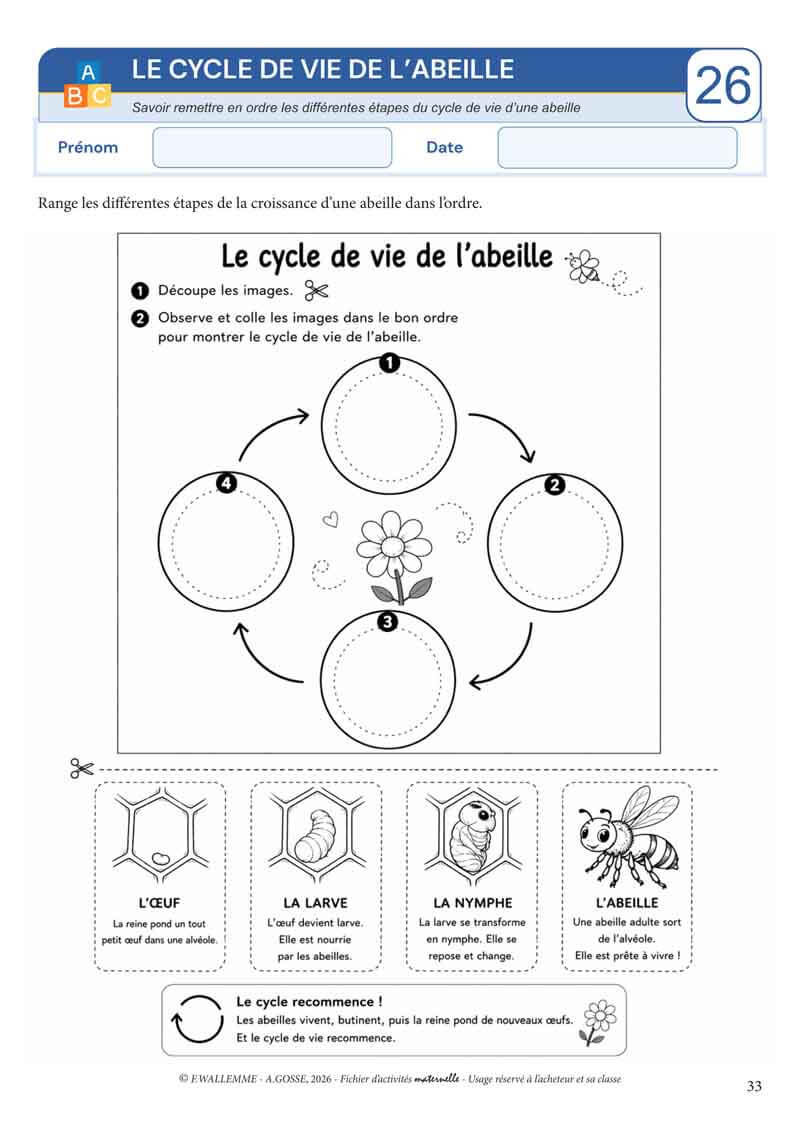 Fiche cycle de vie de l’abeille maternelle